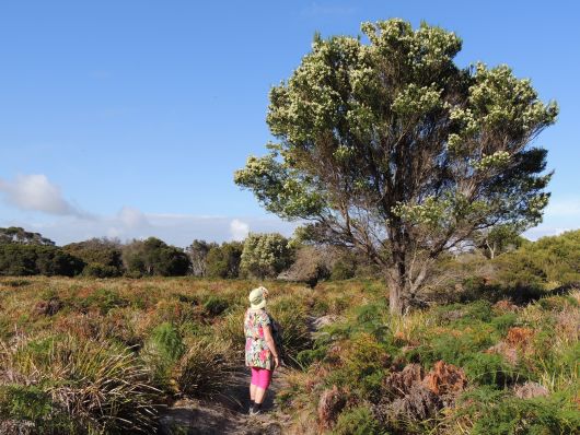 Flovwering Sweet Bursaria